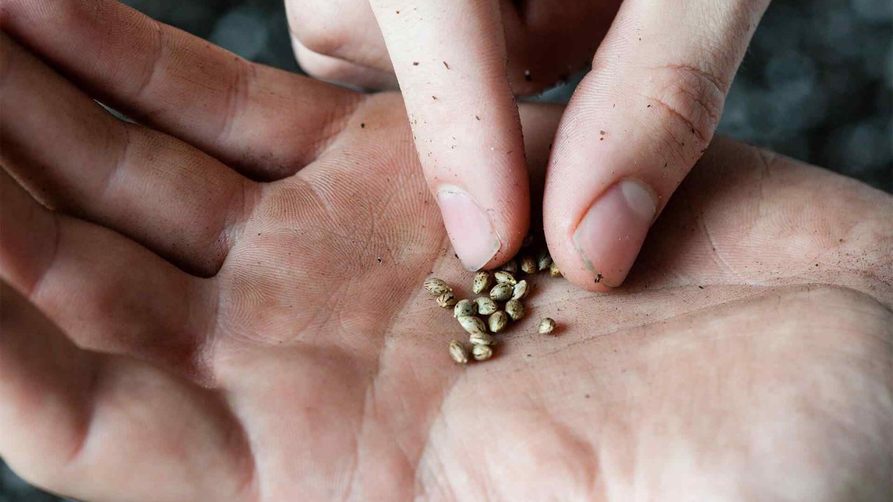 Marijuana Legalization Status in the United States State by State